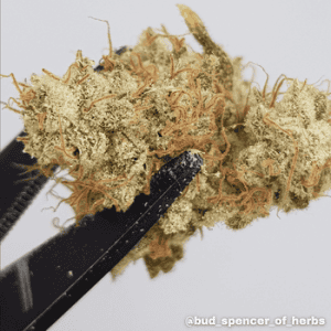 Tastebudz Gelonade Feminized cannabis seeds macro cloe-up trichomes