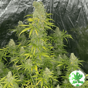 Tastebudz Gelonade Strain Feminized cannabis seeds