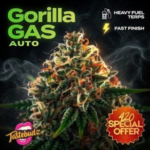 Gorilla Gas Strain Autoflower cannabis bud on special offer, 420 sale by Tastebudz, heavy fuel terps and fast finish autoflower strain