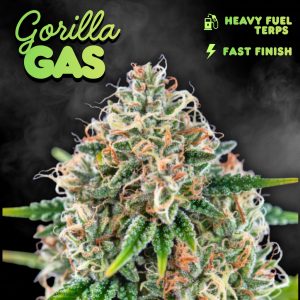 gorilla gas auto cannabis seeds UK from Tastebudz Genetics Cannabis Seeds