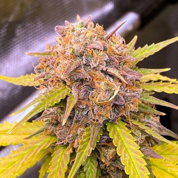 Grape Gushers Strain Cannabis Seeds UK - Tastebudz Genetics Feminized and Autoflower Seeds