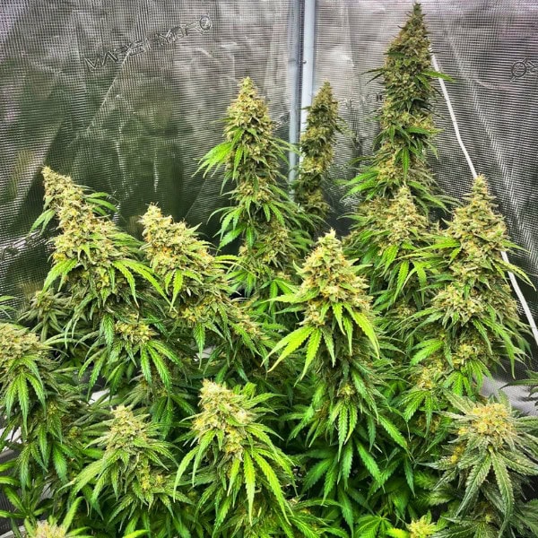 Grape Gushers Strain Cannabis Seeds UK - Tastebudz Genetics Feminized and Autoflower Seeds