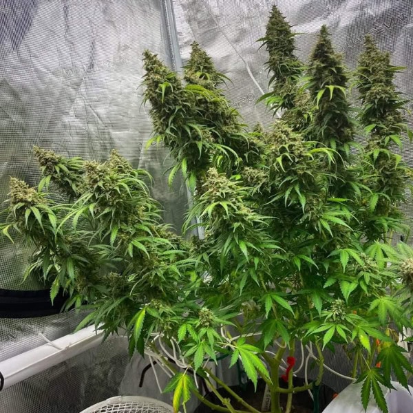 Grape Gushers Strain Cannabis Seeds UK - Tastebudz Genetics Feminized and Autoflower Seeds