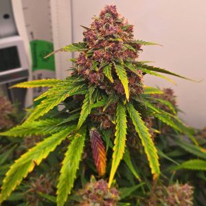 Grape Gushers Seeds UK - Tastebudz Genetics Feminized and Autoflower Cannabis Seeds for Grape Gushers Strain