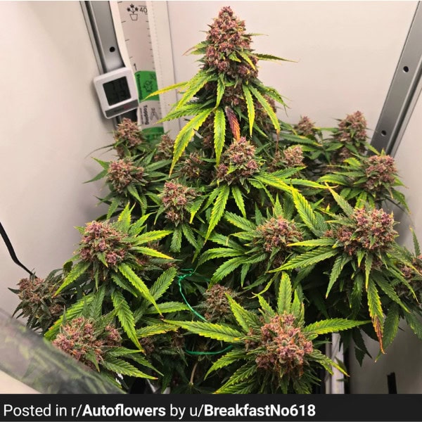 Grape Gushers Strain Cannabis Seeds UK - Tastebudz Genetics Feminized and Autoflower Seeds