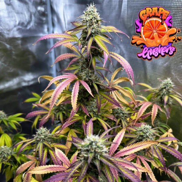 Grape Gushers Seeds – Feminized & Auto Cannabis Seeds - Image 10
