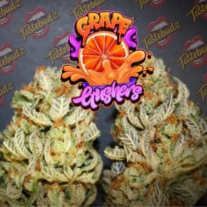 Grape Gushers Strain Tastebudz Genetics Cannabis Seeds UK