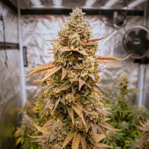 Mimosa cannabis seeds by Tastebudz Genetics with mimosa citrus flavour profile autoflower cannabis seeds