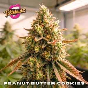 Peanut Butter Cookies strain cannabis seeds by Tastebudz Genetics – OGKB × Do-Si-Dos dessert hybrid with nutty, creamy aroma