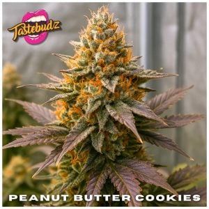 Peanut Butter Cookies strain cannabis seeds by Tastebudz Genetics – OGKB × Do-Si-Dos dessert hybrid with nutty, creamy aroma
