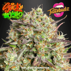 Tastebudz Sticky Mango strain autoflower cannabis seeds UK