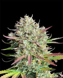Sticky Mango Strain High THC Autoflower Cannabis Seeds UK