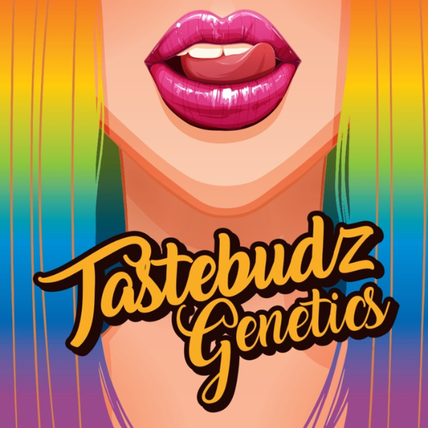 Tastebudz Seeds Auto Mix 2 - Experience our 4 Latest cannabis Strains!