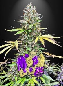 Tastebudz moonberry pie strain | Berry Flavour Strains | Autoflower cannabis seeds U.K