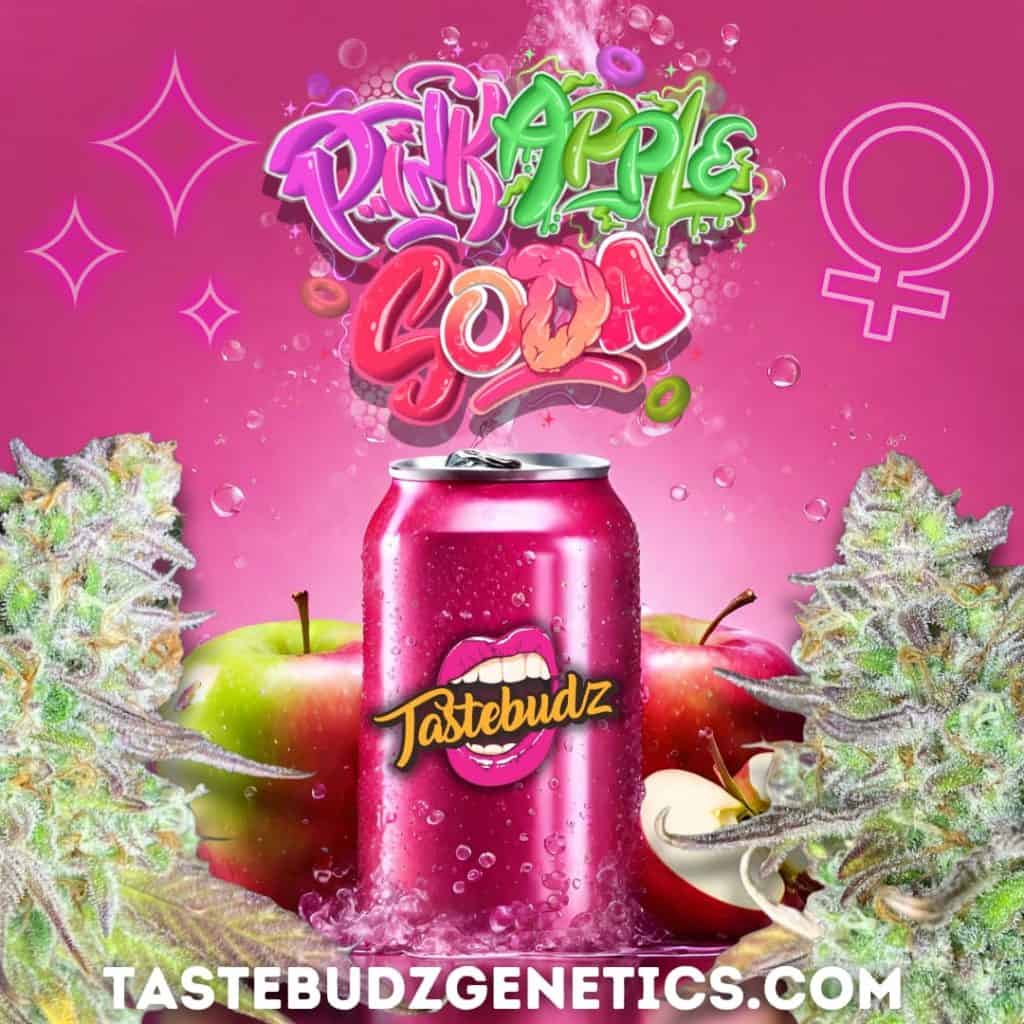 HIGH THC AUTOFLOWER CANNABIS SEEDS UK | PINK APPLE SODA STRAIN BY TASTEBUDZ GENETICS