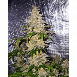 Rudegirl feminized seeds buds – fruity skunk high THC up to 35% relaxing indica in troublemaker rudegirl bundle uk leaving soon