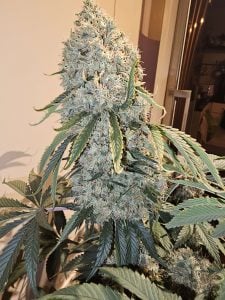 Troublemaker feminized cannabis seeds buds – sour berry gas flavour high THC indica hybrid in troublemaker rudegirl bundle uk