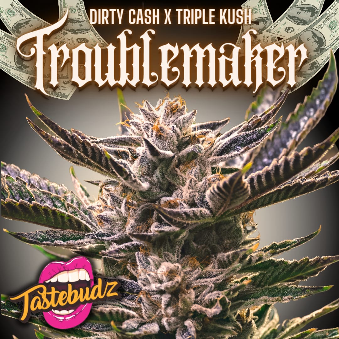 troublemaker cannabis seeds 5 pack