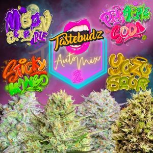Auto Mix 2 Collection – High THC Autoflower Buds from Tastebudz Genetics