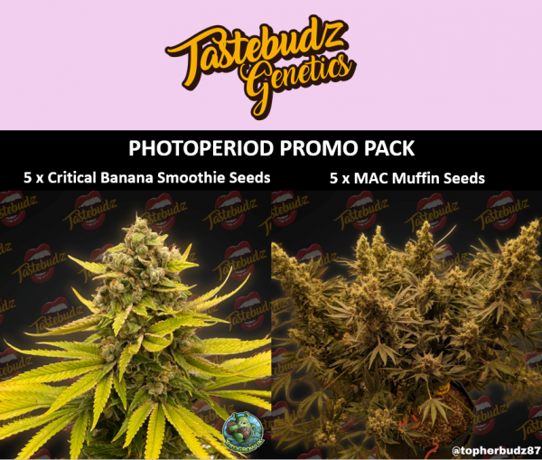 photoperiod promo pack with critical banana smoothie feminized seeds and MAC muffin feminized seeds