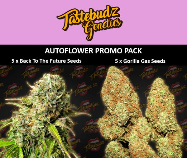 new autoflower promo pack with back to the future autoflower seeds and gorilla gas autoflower seeds