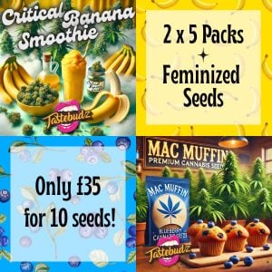 Photoperiod promo pack featuring Critical Banana Smoothie and MAC Muffin feminized cannabis seeds