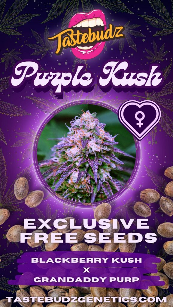 Purple kush strain free seeds promotion