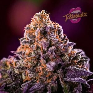 Apple and Blackberry Strain Cannabis Seeds Tastebudz Genetics UK