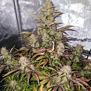 Apple and Blackberry Strain Autoflower Cannabis Seeds UK Tastebudz Genetics