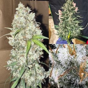 Midnight Moonshine Strain Collage - Autoflower Cannabis Seeds UK Tastebudz Genetics
