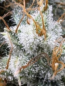 midnight moonshine strain F1 auto trichome close up cannabis seeds UK