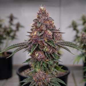 purple kush seeds tastebudz genetics best purple cannabis strains UK