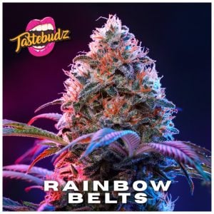 Rainbow Belts strain – vibrant cannabis buds with frosted trichomes and candy-sweet terpene profile by Tastebudz Genetics