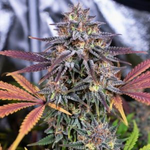 Rainbow Belts cannabis seeds bud with sweet berry and citrus terpene profile from Tastebudz Genetics