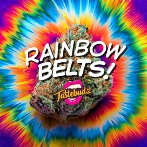 Rainbow Belts seeds by Tastebudz Genetics – feminized and autoflower candy cannabis seeds
