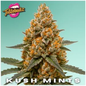 Kush Mints Strain – Feminized Cannabis Seeds (Alien Mints × Bubblegum Kush)