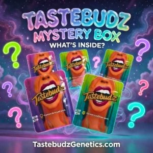 Tastebudz cannabis seed mystery box with colourful seed packs and neon question marks – surprise feminized and autoflower cannabis seeds bundle
