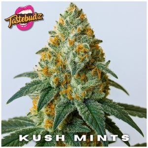 Kush Mints dried flower close-up – frosty mint-green buds with creamy trichomes | Tastebudz Genetics | high THC feminized cannabis seeds UK