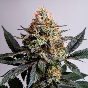 Kush mints seeds best feminized cannabis seeds UK by Tastebudz Genetics