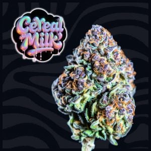 Cereal Milk strain feminized cannabis bud close-up – dense frosty nug with thick trichome coverage, purple and green hues, orange pistils, and heavy resin shine from Tastebudz Genetics