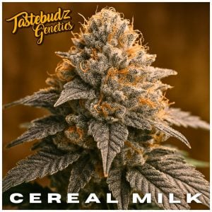 Cereal Milk strain — sweet creamy dessert hybrid with dense frosty buds and vanilla-milk terpenes by Tastebudz Genetics