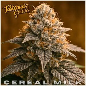 Cereal Milk strain – creamy dessert hybrid among the best cannabis seeds UK 2026
