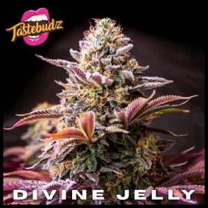 Divine Jelly Strain Cannabis Seeds U.K | Tastebudz Genetics Cannabis Seeds U.K