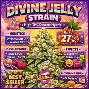 Divine Jelly strain infographic showing genetics Divine Gelato x Rainbow Jelly, berry candy flavour profile, high THC hybrid and feminized cannabis seeds from Tastebudz Genetics