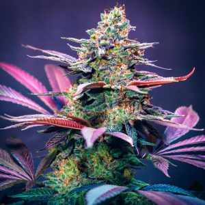 Gary Payton Seeds- Best feminized cannabis seeds UK 2026 by Tastebudz Genetics