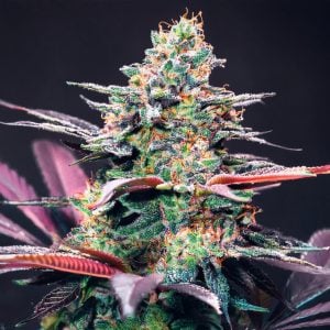 Classic Cannabis Strains UK - Gary Payton seeds by Tastebudz Genetics – (Gary Payton × Peanut Butter Cookies) best cannabis seeds UK