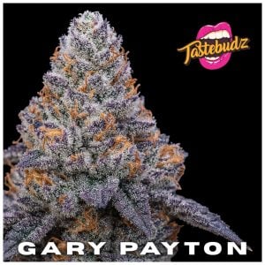Classic Cannabis Strains UK - Gary Payton strain by Tastebudz Genetics – (Gary Payton × Peanut Butter Cookies) best cannabis seeds UK