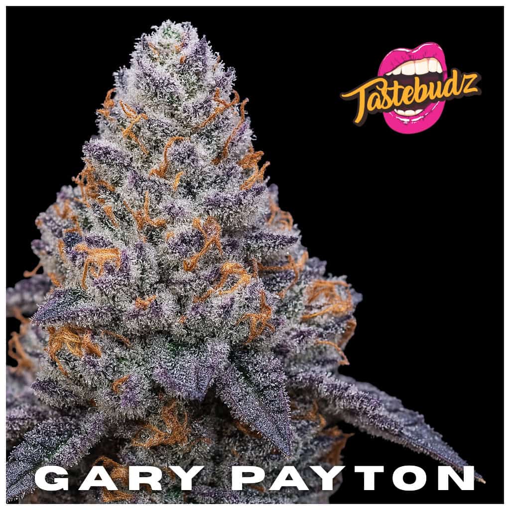 Classic Cannabis Strains UK - Gary Payton strain by Tastebudz Genetics – (Gary Payton × Peanut Butter Cookies) best cannabis seeds UK
