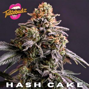 hash cake strain buds in hash cake purple kush promo pack uk