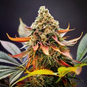 Lemon Cherry Gelato Seeds cannabis buds with sweet cherry, citrus and creamy dessert aroma